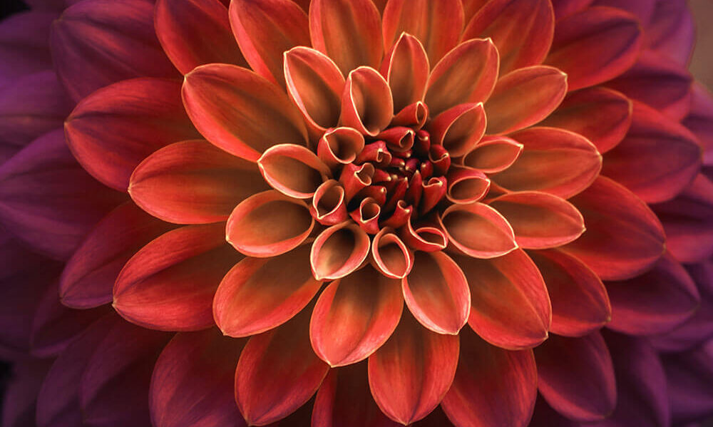 Meet Element Biosciences at AGBT 2025