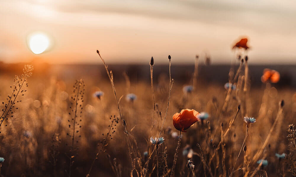 Meet Element Biosciences at the 2024 ASHG Annual Meeting