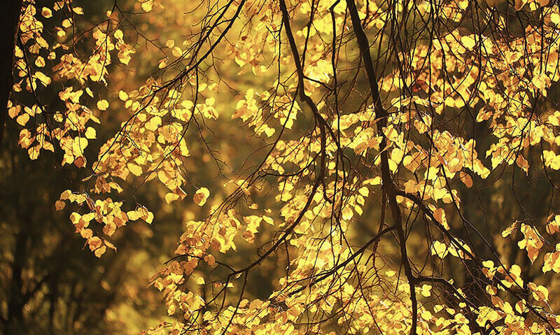 EMEA Beyond Insights Webinar