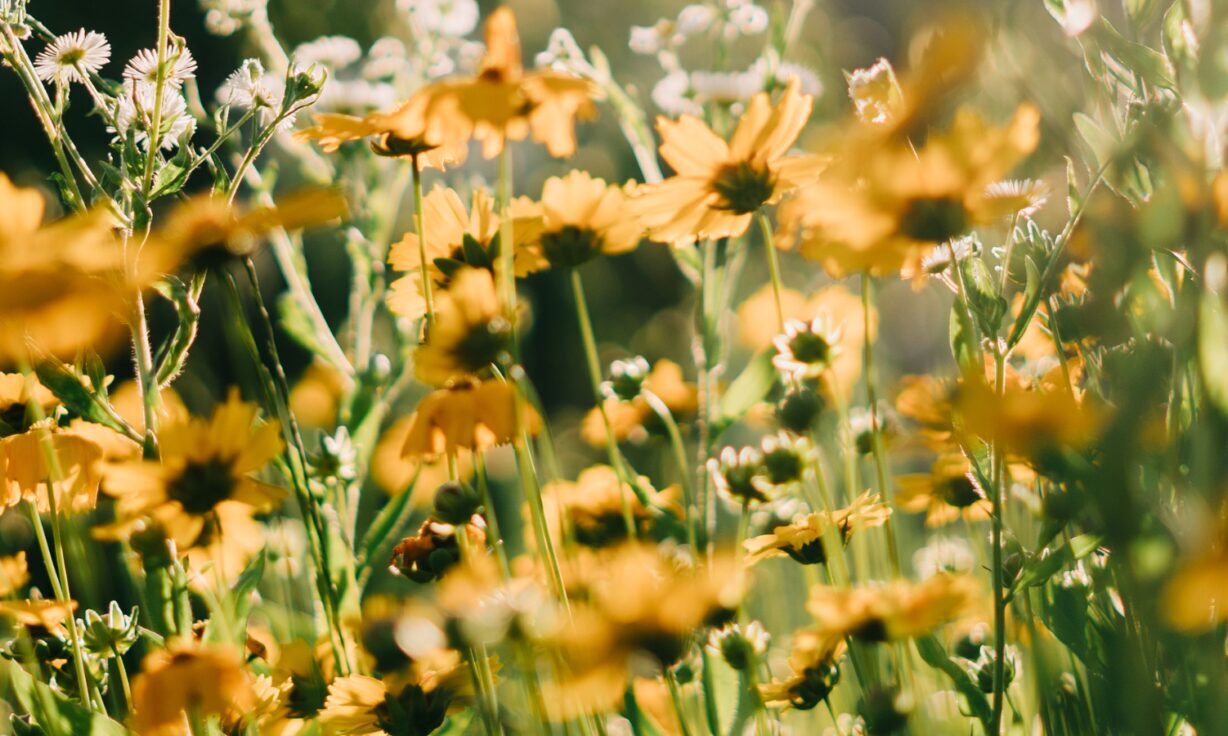 Meet Element Biosciences at ABRF 2023