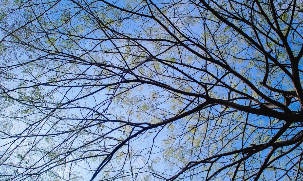 Meet Element Biosciences at Annual Clinical Genetics Meeting 2023 (ACMG)