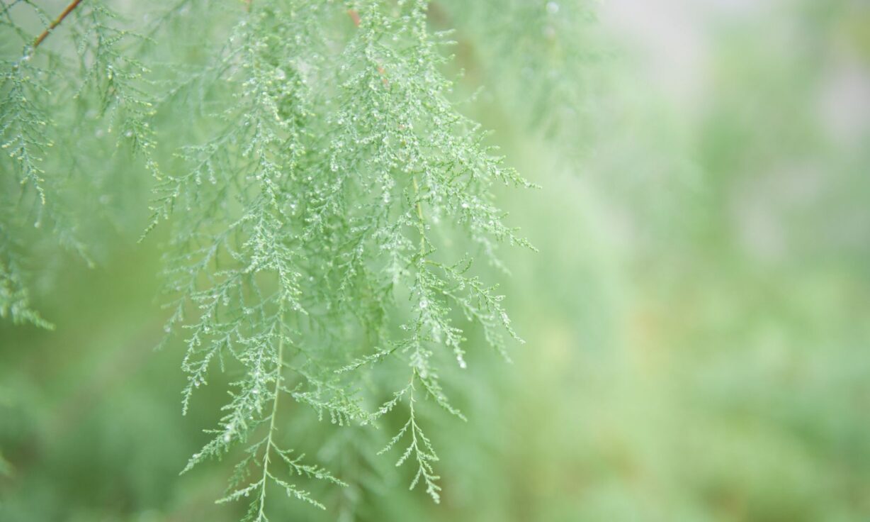 Webinar - Removing Barriers to Breakthroughs: Scalable RNA sequencing on the AVITI™