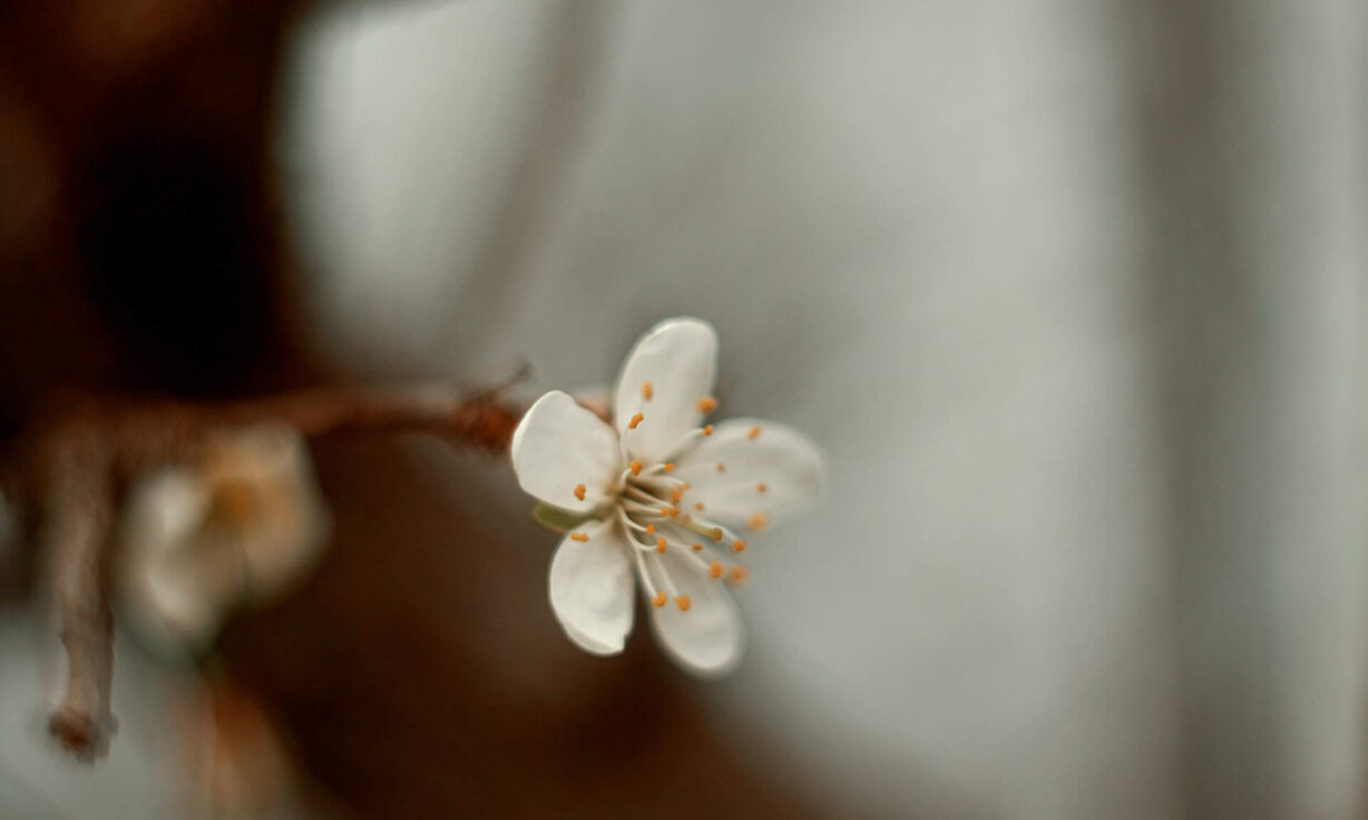 Meet Element Biosciences at AACR 2025