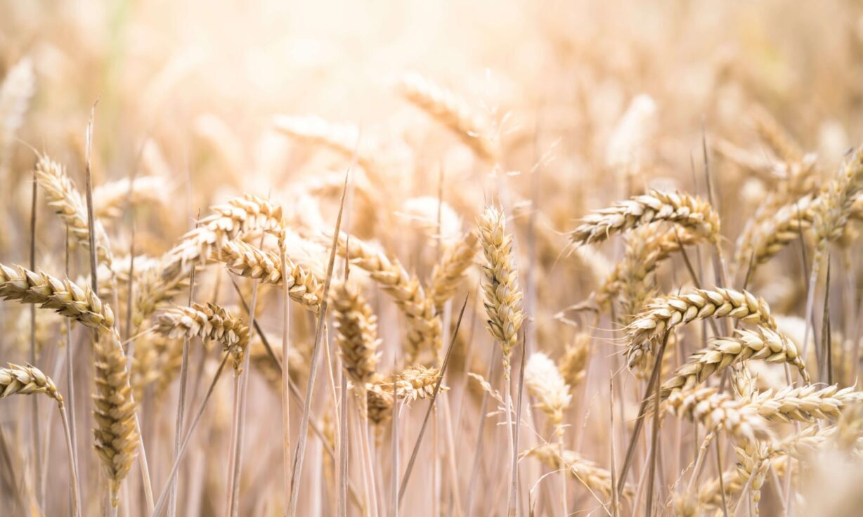 Meet Element Biosciences at CROP Innovation & Business 2024