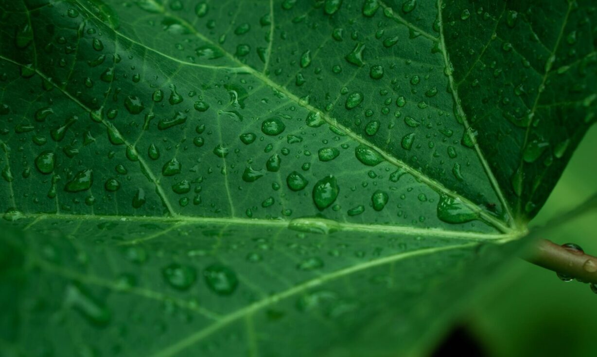 Meet Element Biosciences at EACR Lisbon