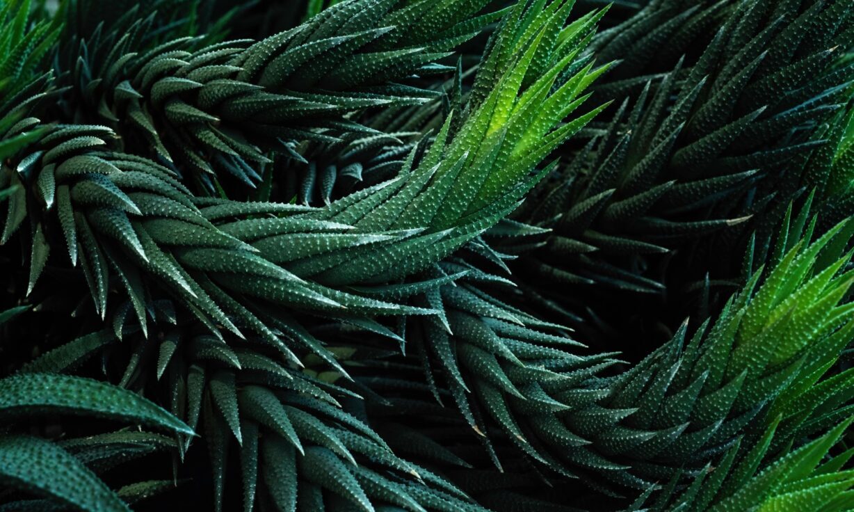 QIAGEN and Element Biosciences Partner to Offer Complete Next Generation Sequencing Workflows for the AVITI System