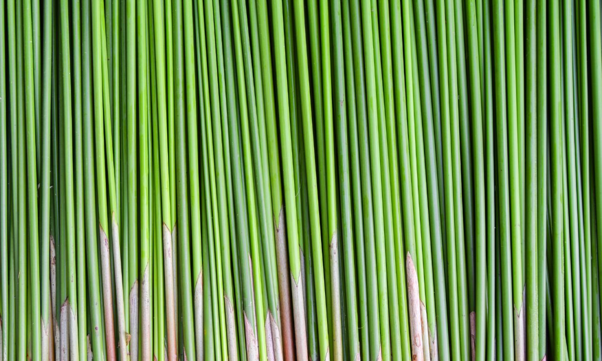 Element Biosciences and Bio-Rad Partner to Deliver Seamless RNA Sequencing