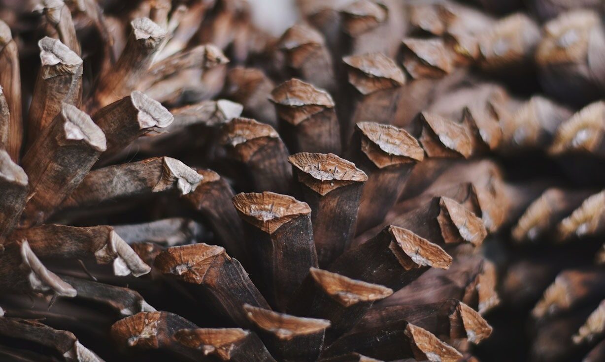 Element Partners with QIAGEN to Validate a Selection of QIAseq Targeted Library Construction Chemistries on Element’s AVITI™ System