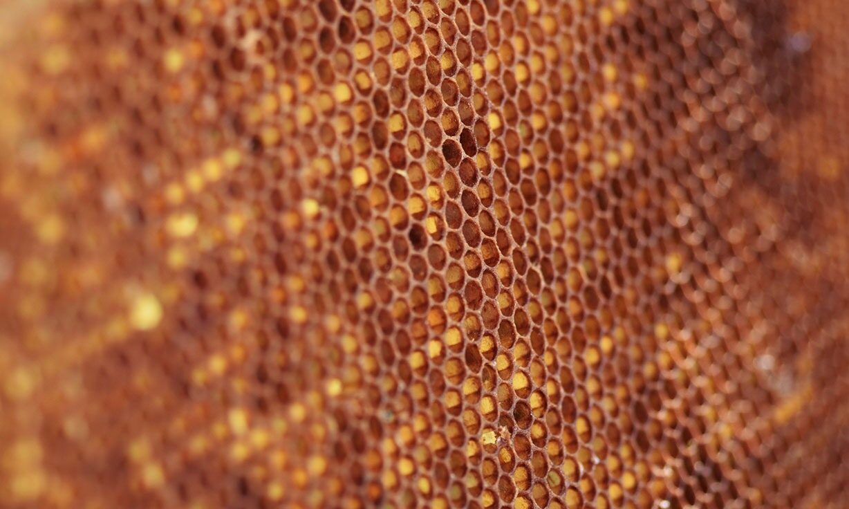 Element Partners with New England Biolabs® to launch new NEBNext® Ultra™ II Kits specifically designed for the Element AVITI™ System