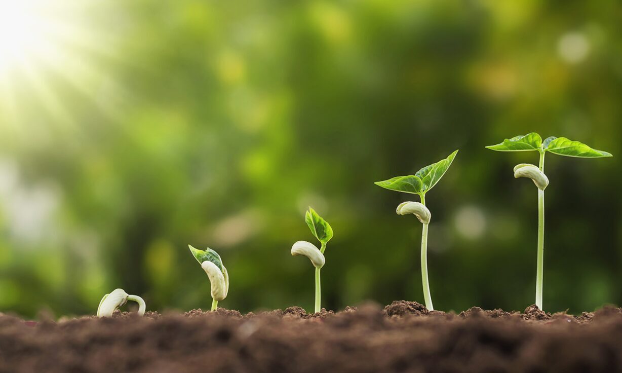 Low pass whole genome sequencing 101: AgBio and the future of genotyping