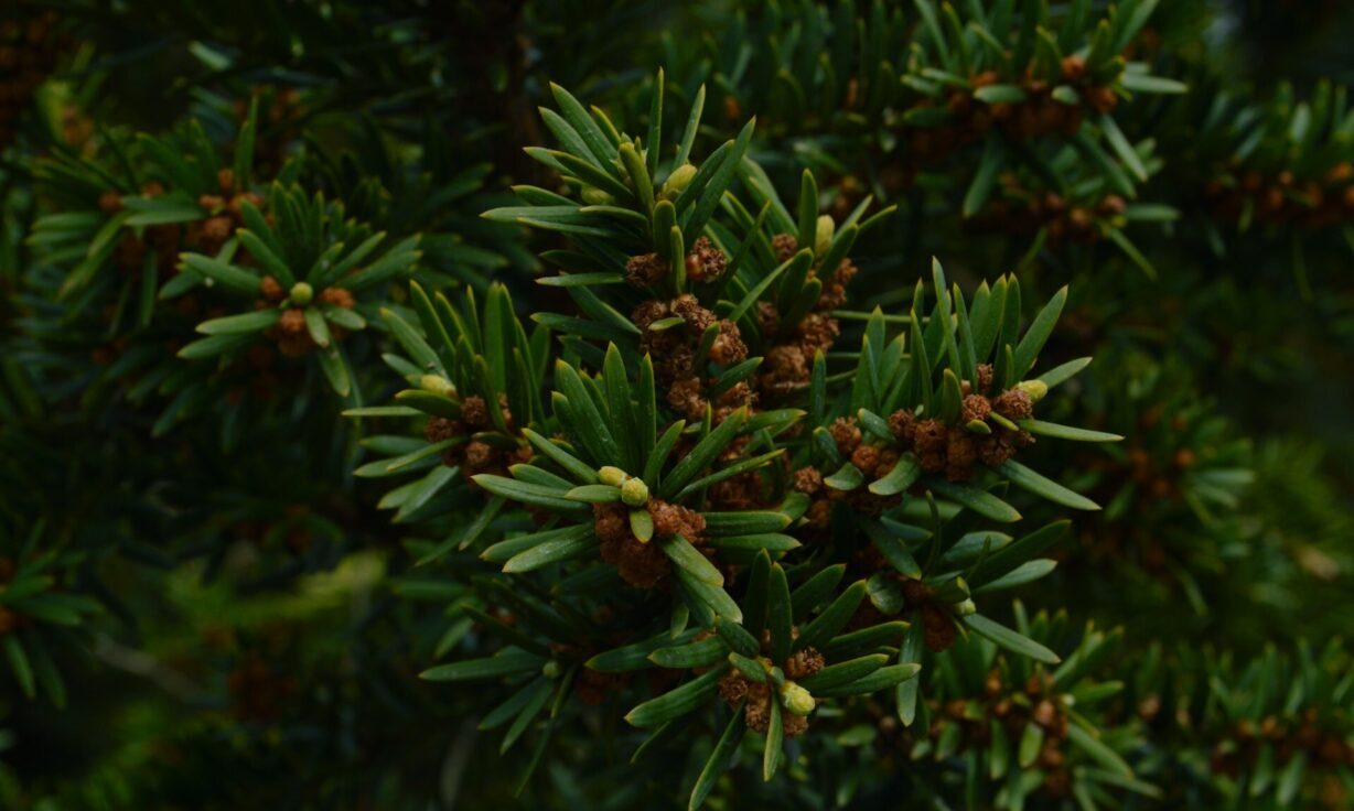 Revealing the immune mysteries of dengue fever with AVITI™ | Element Biosciences