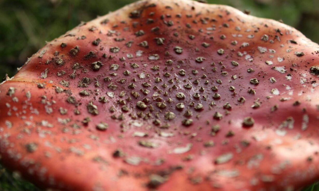 Meet Element Biosciences at Association of Molecular Pathology 2025