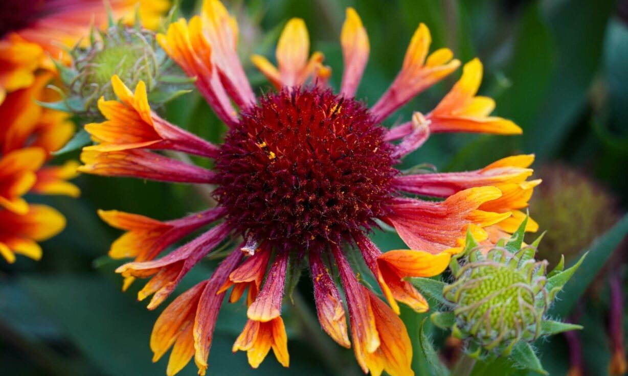 Meet Element Biosciences at ASHG 2025