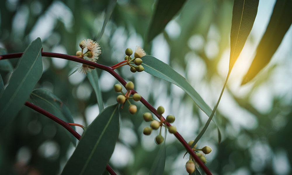 Meet Element Biosciences at PMFG Summit 2025