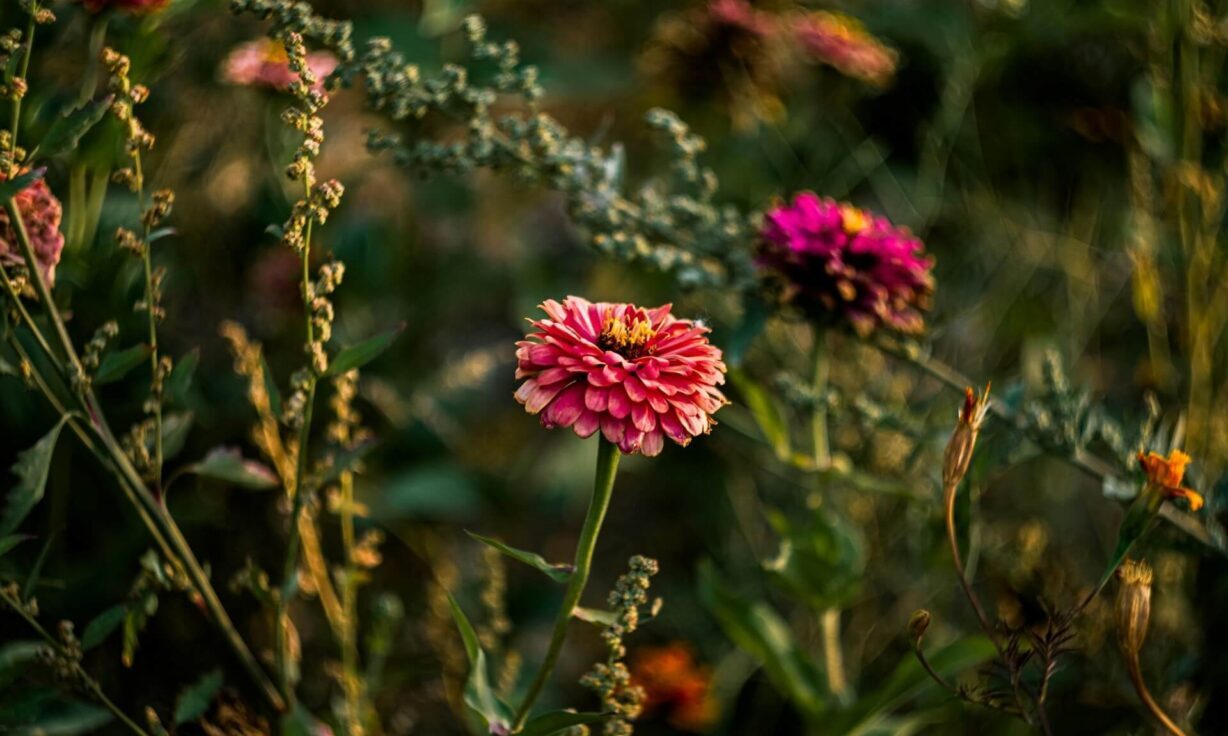Meet Element Biosciences at MWACD ABRF Regional Meeting