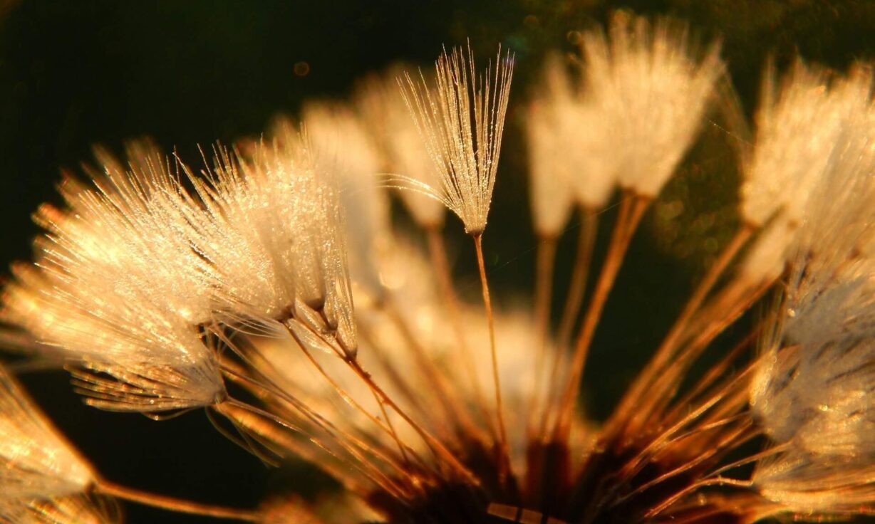 Meet Element Biosciences at SC3 ABRF Regional Meeting