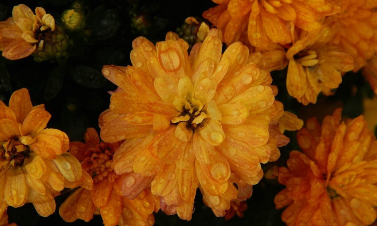 Meet Element Biosciences at Society for Neuroscience 2025