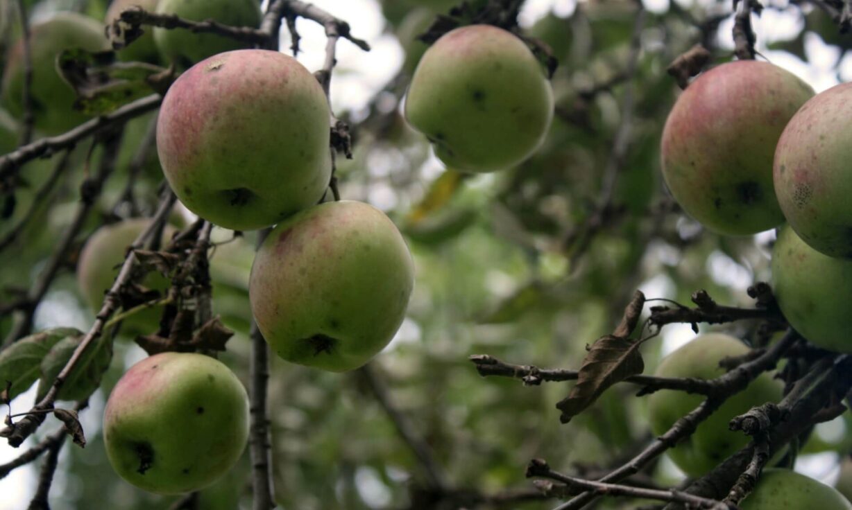 Meet Element Biosciences at WACD ABRF Regional Meeting