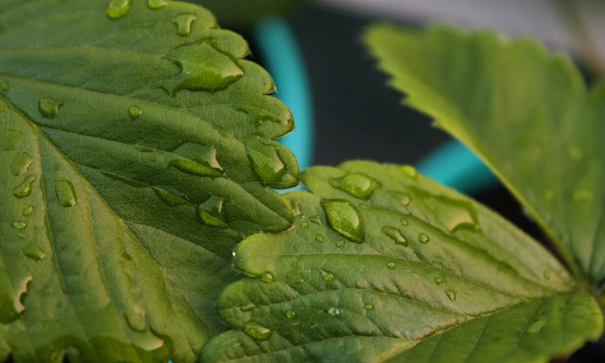 Meet Element Biosciences at Advances in Single Cell and Spatial Biology