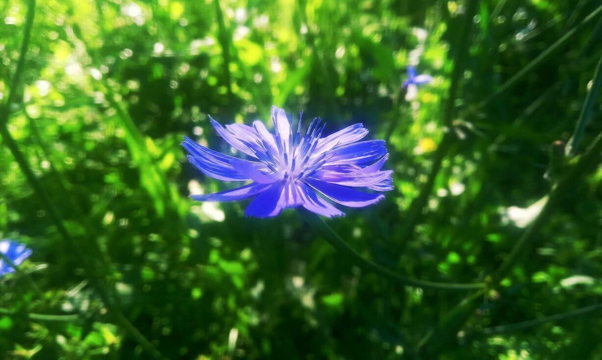 Meet Element Biosciences at SCSO 2025