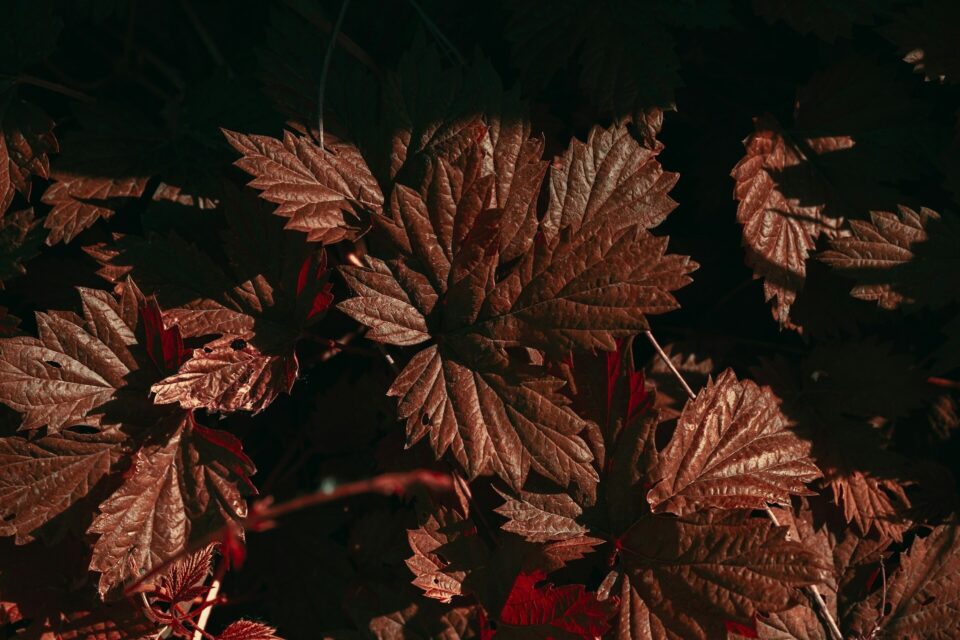 Twist Bioscience and Element Biosciences Advance Collaboration with Launch of New Trinity Freestyle Sequencing Workflow for the AVITI System