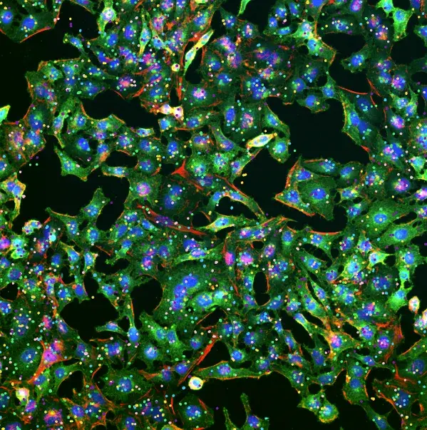 image-7_2025-04-04-200532_cvmb