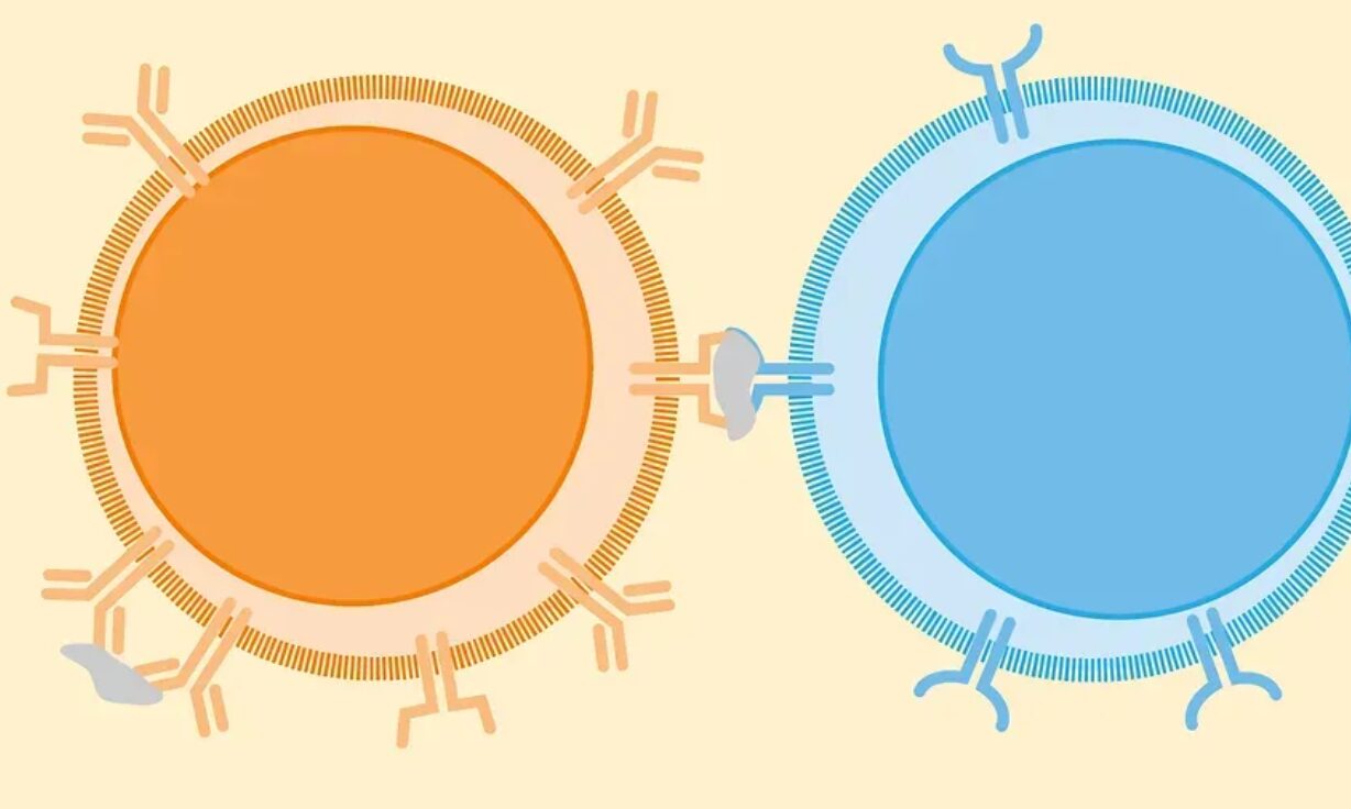 Loop Long Read Immune Repertoire