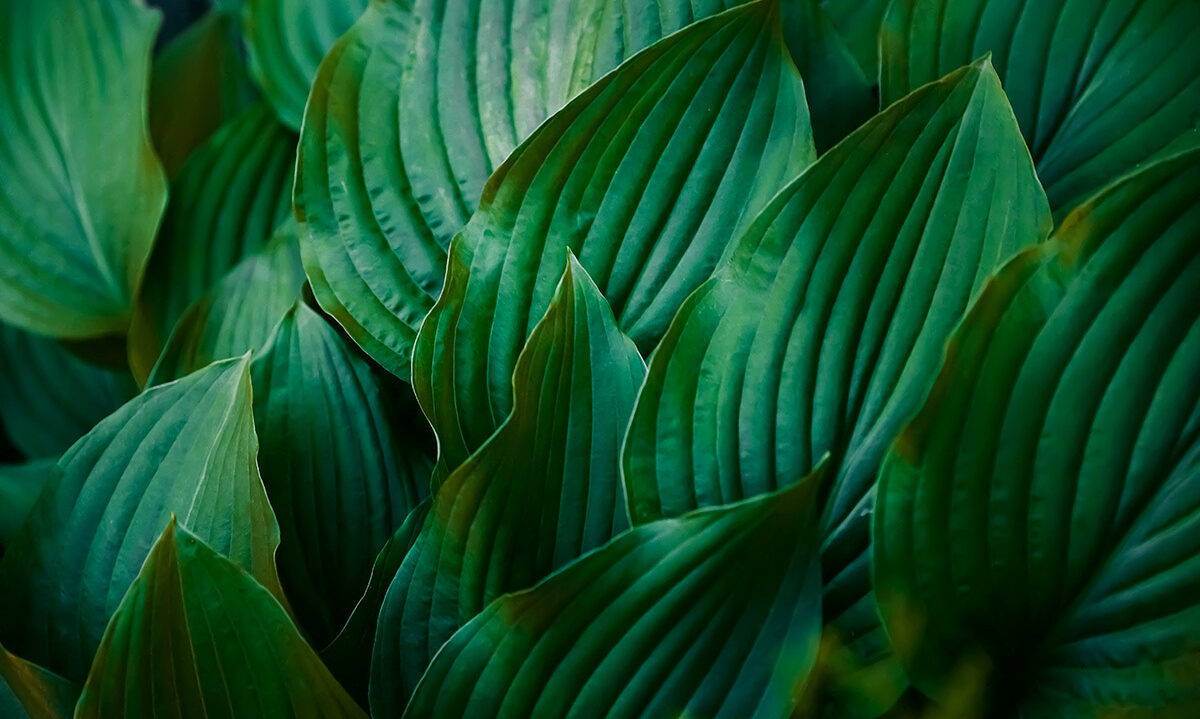 Abstract Green Leaves