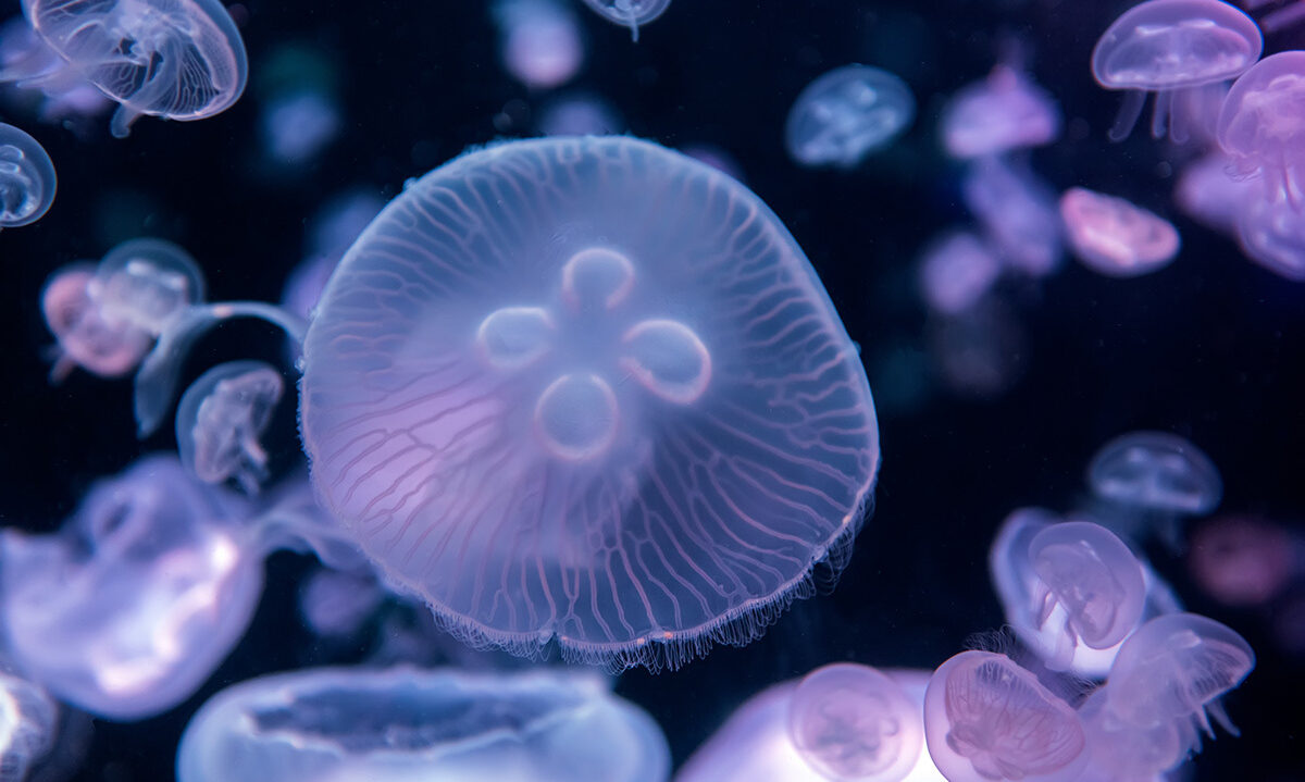 Jellyfish moving through water