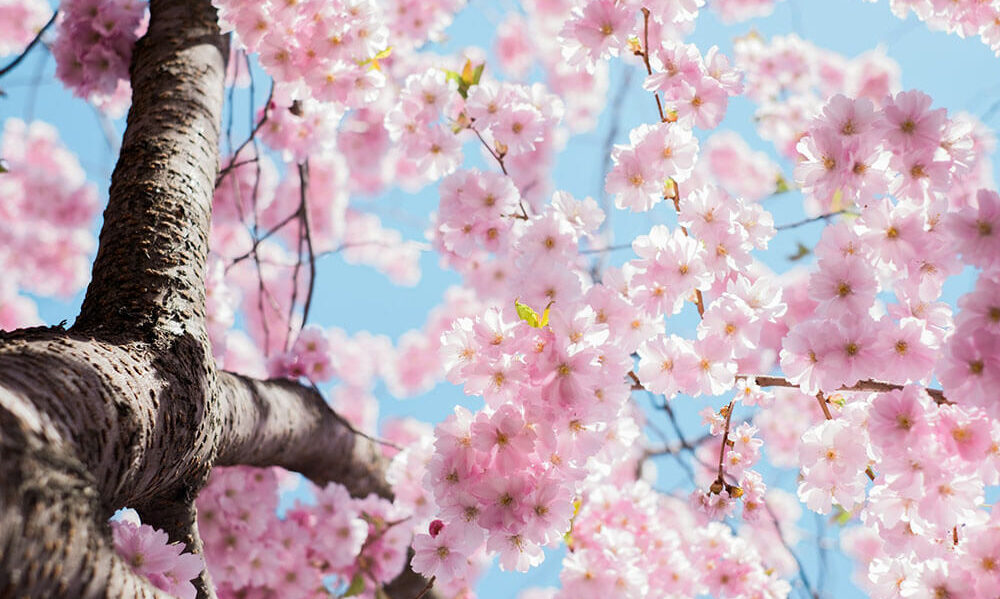 5dblog