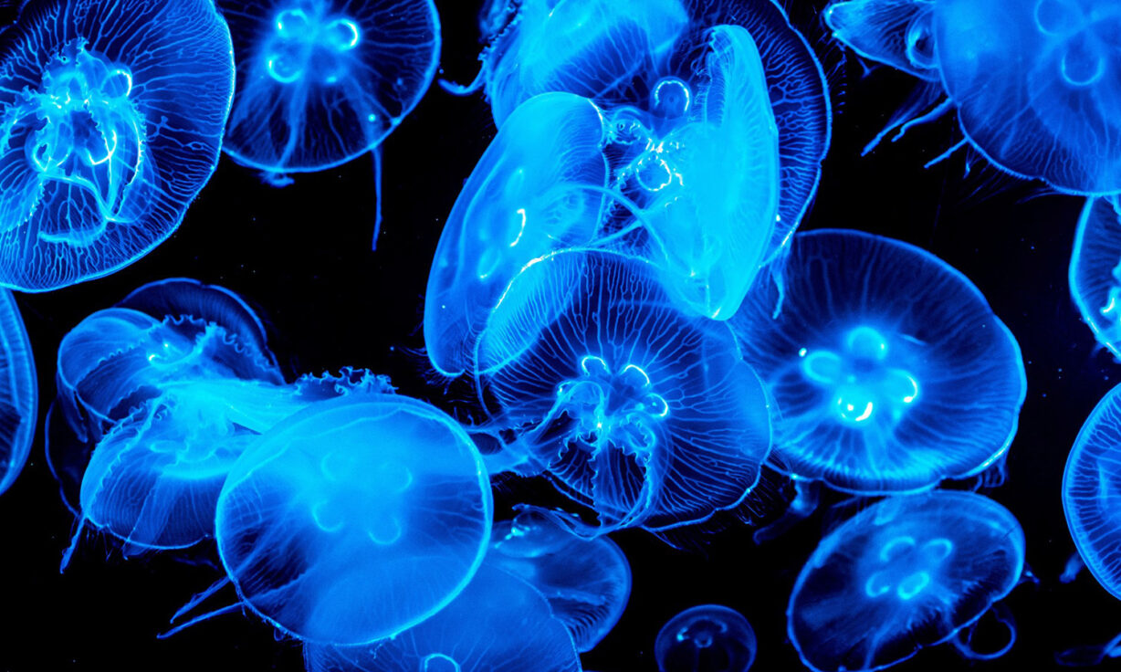 Abstract jellyfish blog1600 v4