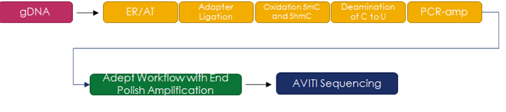 Figure 1: Library Preparation Process