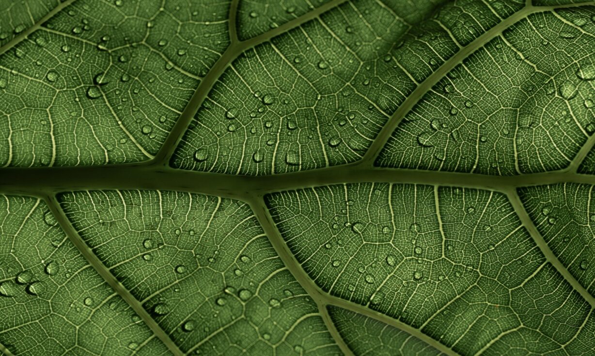 Leaf Macro Abstract Event