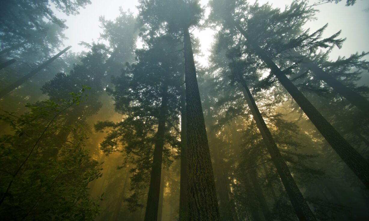 Redwood forest22