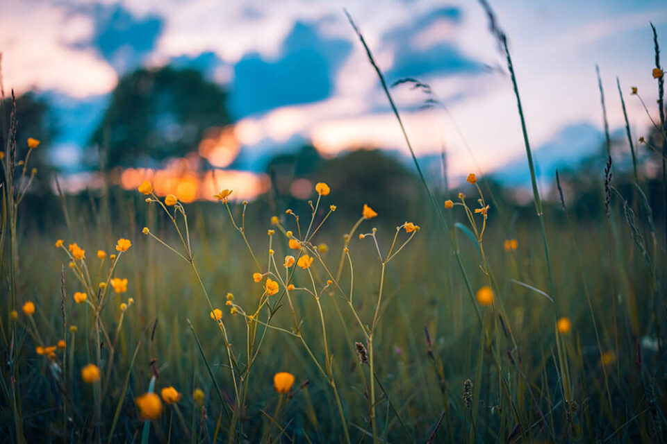 Adobe Stock 436729810 1