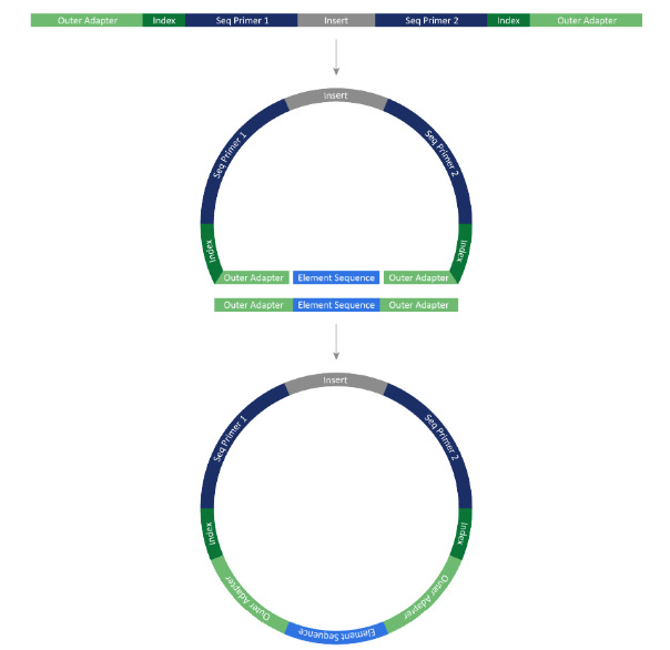 Adept Library Circularization Workflow