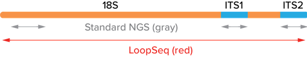 Chart of 18S-ITS1-ITS2 Region covered by LoopSeq