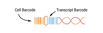 Cell Barcode to Transcript Barcode