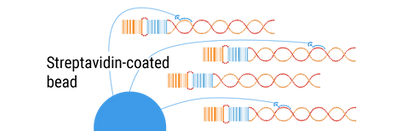 Streptavidin-coated Bead