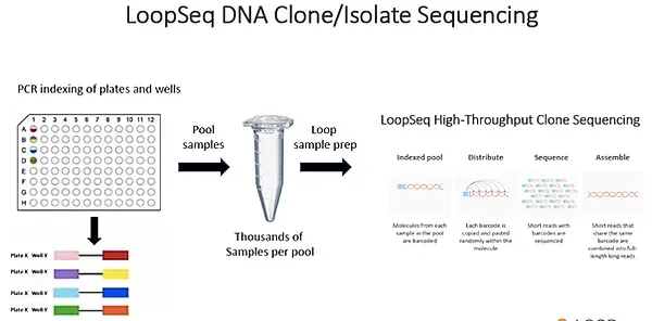 LoopSeq DNA Clone/Isolate Sequencing