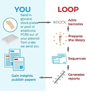 LoopSeq Solo Clone & Isolate Sequencing Service