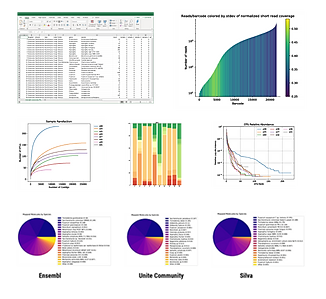 Example of LoopSeq reports
