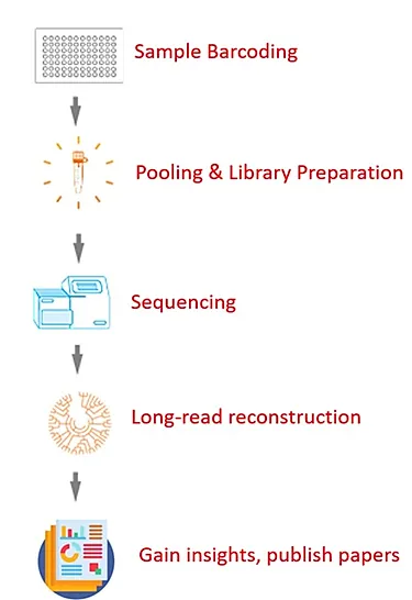 Element LoopSeq™ Service Process